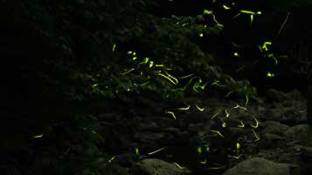 蛍ディナーのご予約を受付けております