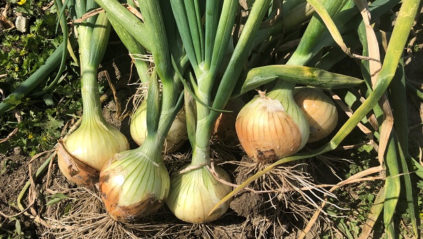 【イベントレポート】新玉葱収穫体験