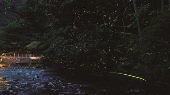 蛍特別ディナーのご予約がはじまりました