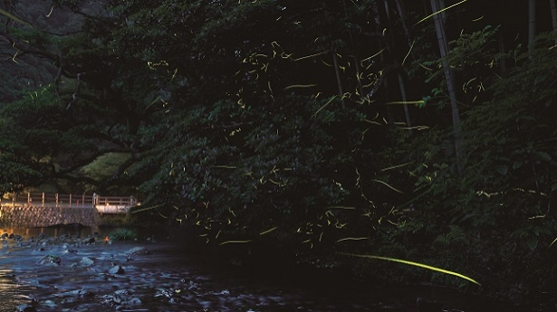 【ご予約承り中】6/1～6/18限定『蛍ディナーコース』のご案内